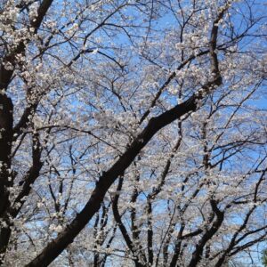 春が来ました！｜ありがとう日記｜幸せ夢工場｜