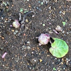 春🌷｜ありがとう日記｜幸せ夢工場｜