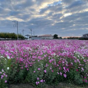 キレイに咲いています！！｜ありがとう日記｜幸せ夢工場｜