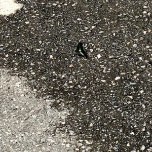 暑くなってきました🦋｜ありがとう日記｜幸せ夢工場｜