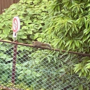 自然動物園🦆｜ありがとう日記｜幸せ夢工場｜