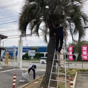 ヤシの木！｜ありがとう日記｜幸せ夢工場｜