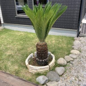 移植の準備です｜ありがとう日記｜幸せ夢工場｜