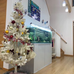 クリスマス気分｜ありがとう日記｜幸せ夢工場｜