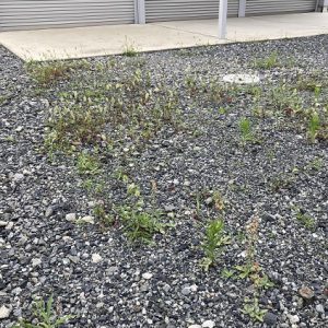夏ですね｜ありがとう日記｜幸せ夢工場｜