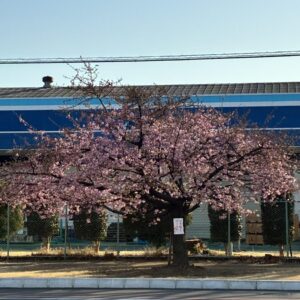 さくら🌸と上棟🏠｜ありがとう日記｜幸せ夢工場｜