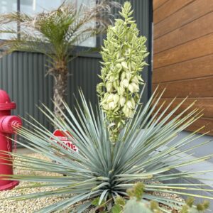 サボテン🌵｜ありがとう日記｜幸せ夢工場｜