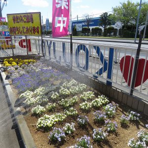 花壇の水あげ｜ありがとう日記｜幸せ夢工場｜