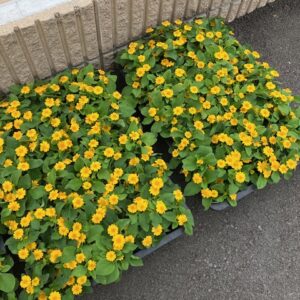お花の植え替え完了！｜ありがとう日記｜幸せ夢工場｜